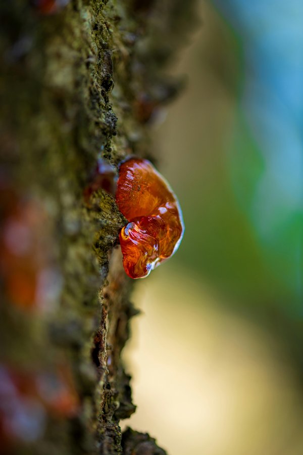 Guggul Gum Resin